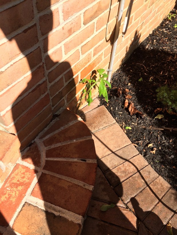 That's my son's shadow. He's humming "Ride of the Valkyries" and preparing to carpet bomb the walk.